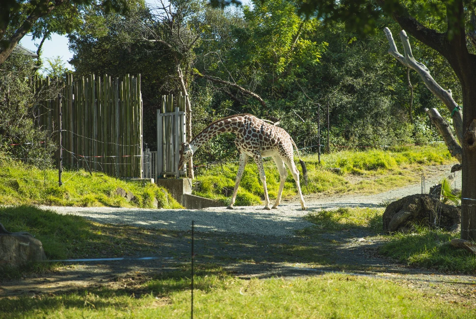Living Desert Zoo and Gardens