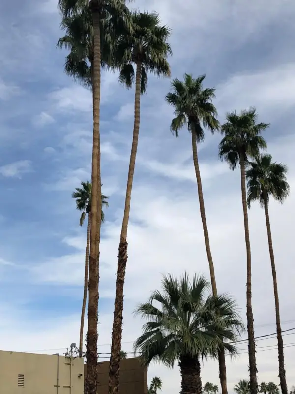 Desert Lodge 4